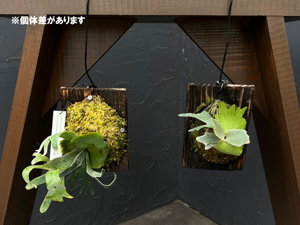 ビカクシダ(コウモリラン):ウィリンキーバクテリア(スポア)ミニ板付け