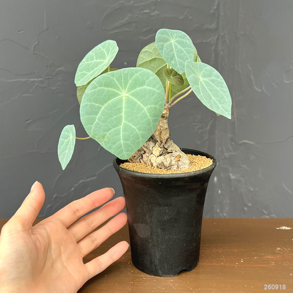 ステファニア:カウィーサキー 3.5号鉢植え*