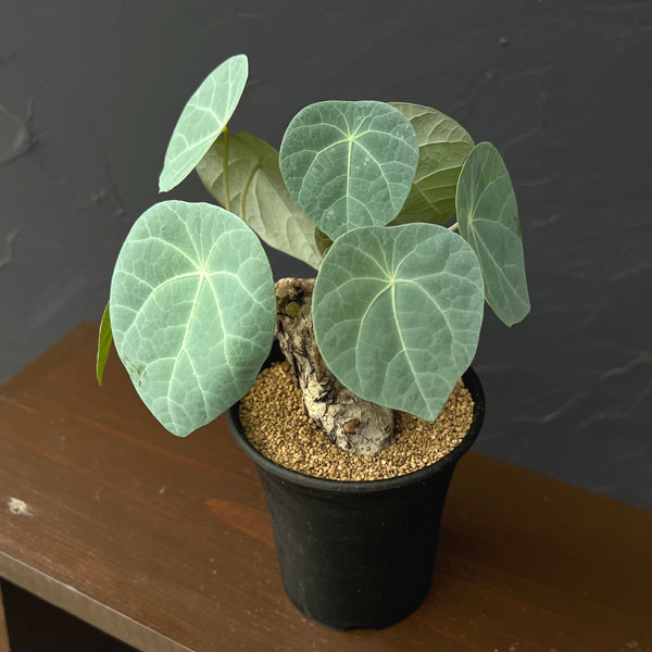 ステファニア:カウィーサキー 3.5号鉢植え*