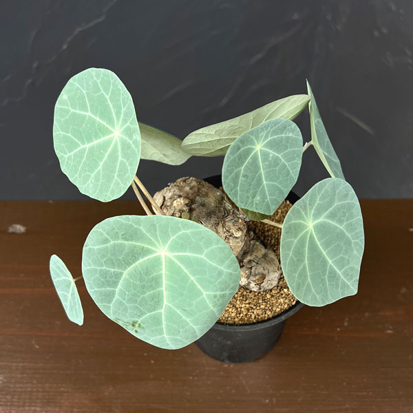 ステファニア:カウィーサキー 3.5号鉢植え*