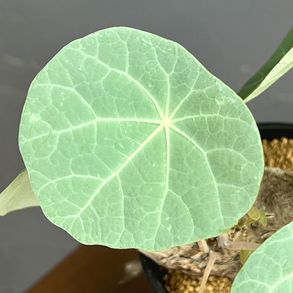 ステファニア:カウィーサキー 3.5号鉢植え*