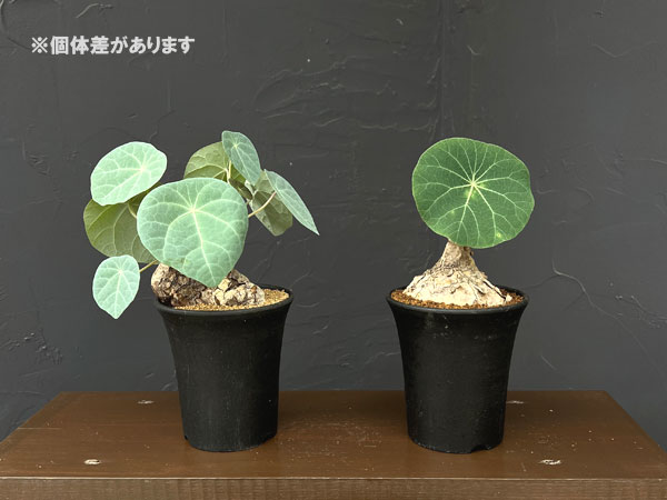 ステファニア:カウィーサキー 3.5号鉢植え*