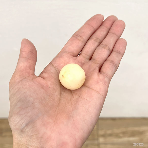 アリウム :アトロプルプレウム1球
