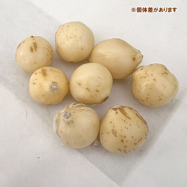 アリウム :アトロプルプレウム1球