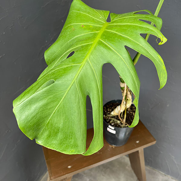モンステラ：アダンソニー（根上がり）　6号鉢植え26-01