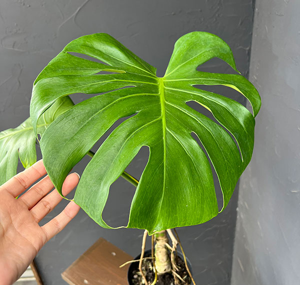 モンステラ：アダンソニー（根上がり）　6号鉢植え26-01