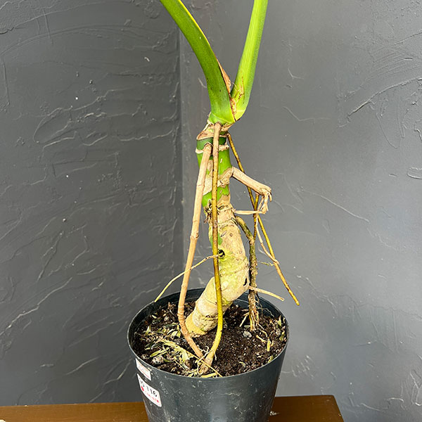 モンステラ：アダンソニー（根上がり）　6号鉢植え26-01