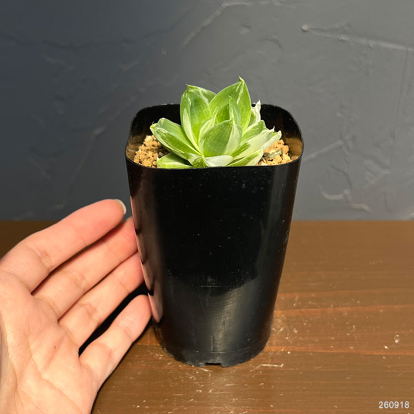 ハオルチア:プラニフォリア ラモーサ斑入り 花時計 2.5号鉢植え