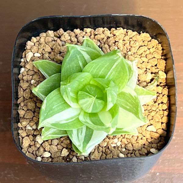 ハオルチア:プラニフォリア ラモーサ斑入り 花時計 2.5号鉢植え