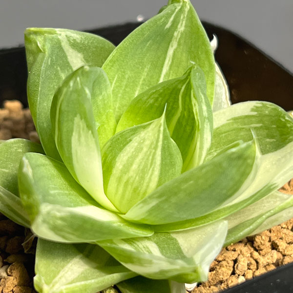 ハオルチア:プラニフォリア ラモーサ斑入り 花時計 2.5号鉢植え