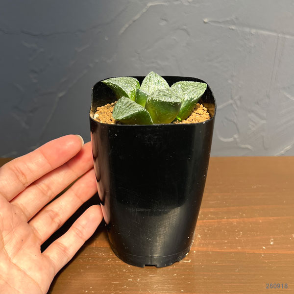 ハオルチア:大鳳隈取×オルフェ隈取 2.5号鉢植え