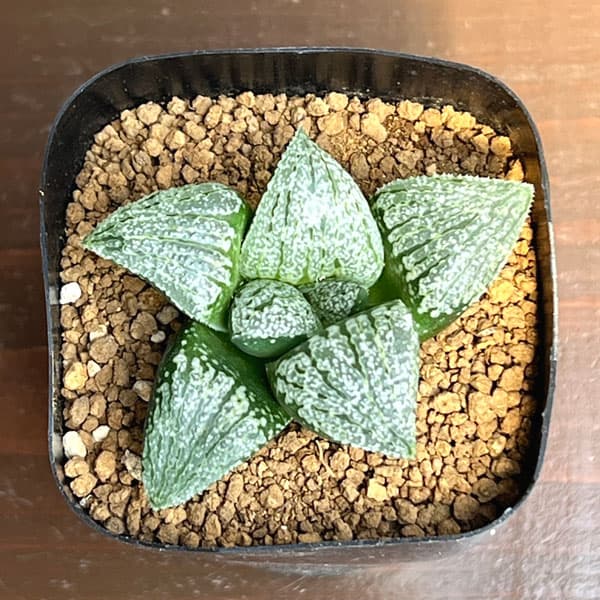 ハオルチア:大鳳隈取×オルフェ隈取 2.5号鉢植え
