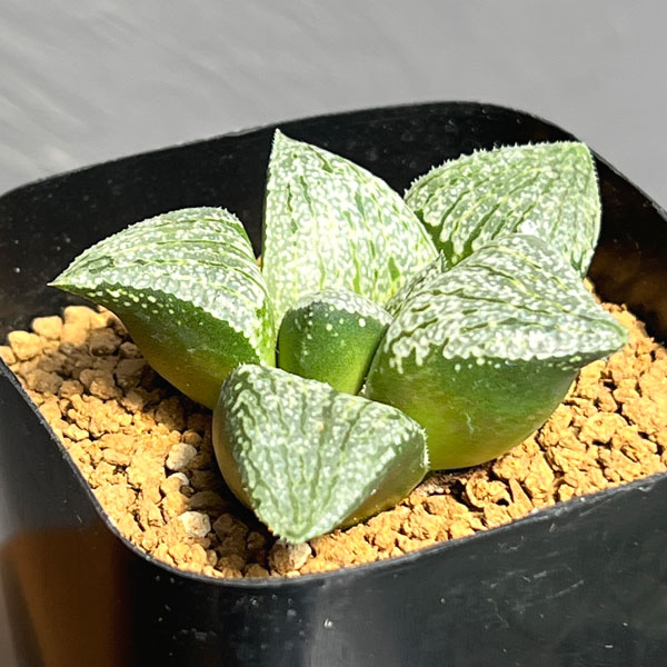 ハオルチア:大鳳隈取×オルフェ隈取 2.5号鉢植え