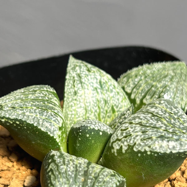 ハオルチア:大鳳隈取×オルフェ隈取 2.5号鉢植え