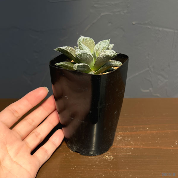 ハオルチア:ウィミー交配特選 ミニモン白 2.5号鉢植え
