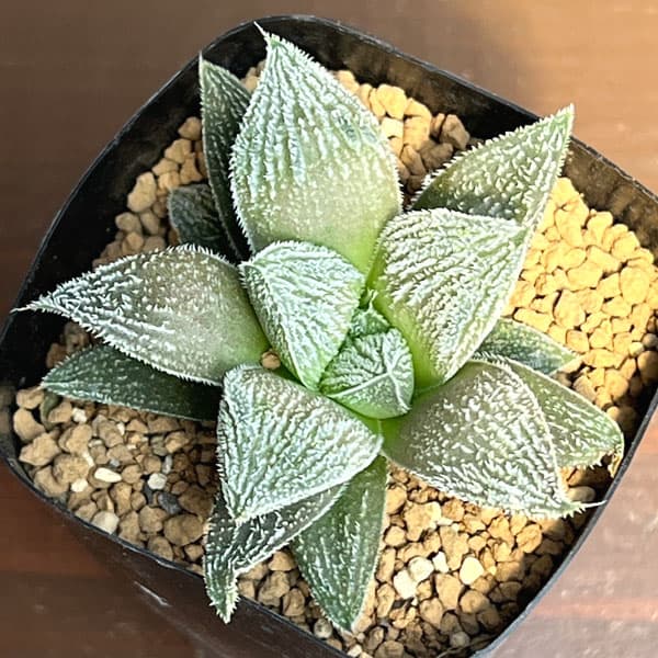 ハオルチア:ウィミー交配特選 ミニモン白 2.5号鉢植え