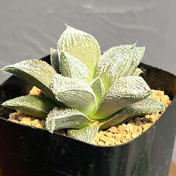 ハオルチア:ウィミー交配特選 ミニモン白 2.5号鉢植え