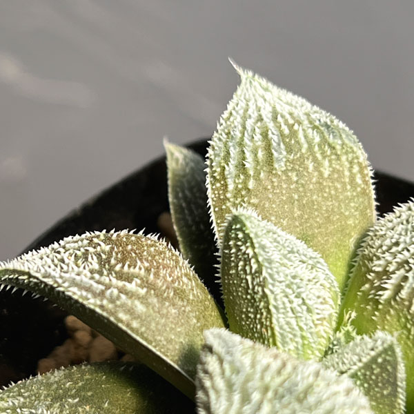 ハオルチア:ウィミー交配特選 ミニモン白 2.5号鉢植え
