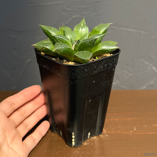 ハオルチア:CNMネオンテトラ(コレクタ交配美種)×Wコンコレ(コンコレ×コンコレ) 2.5号鉢植え