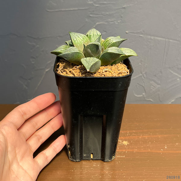 ハオルチア:チョコの舞(NS1/3) 2.5号鉢植え