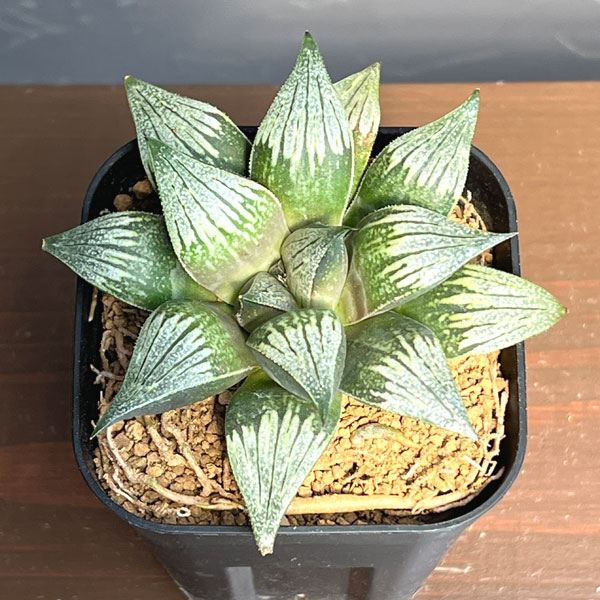 ハオルチア:チョコの舞(NS1/3) 2.5号鉢植え