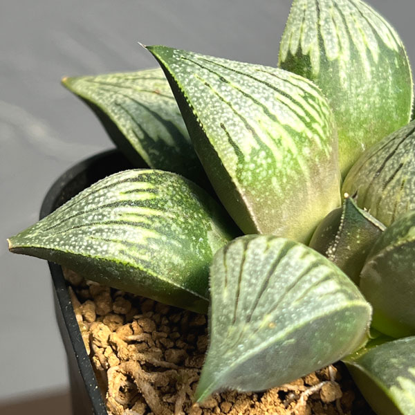 ハオルチア:チョコの舞(NS1/3) 2.5号鉢植え