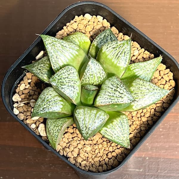 ハオルチア:CNM紅竜スター×タージマハル 2.5号鉢植え