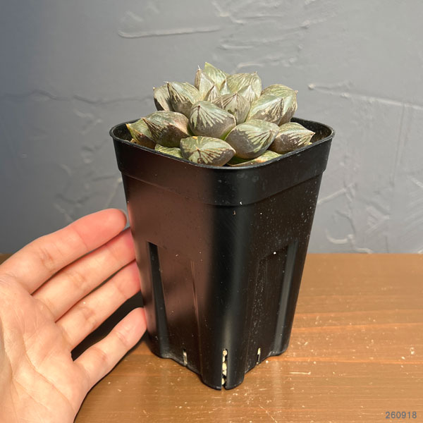 ハオルチア:大紫水晶オブツーサ(特大紫窓オブツーサ交配種) 2.5号鉢植え