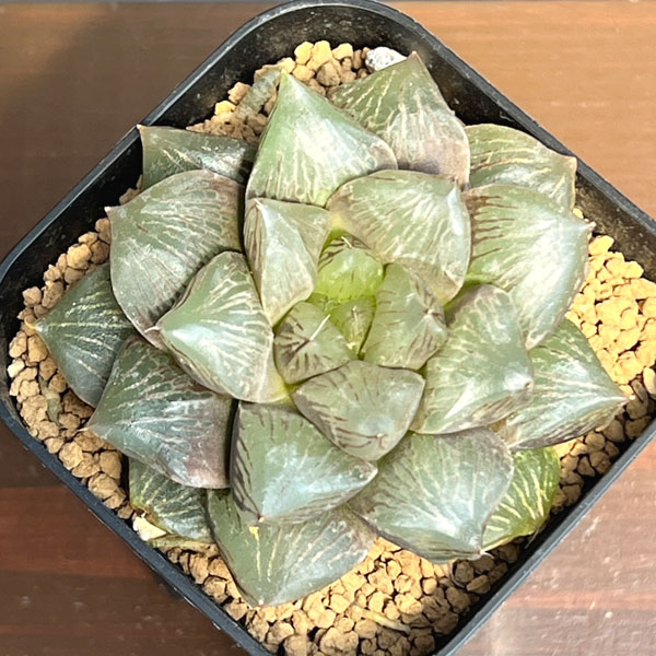 ハオルチア:大紫水晶オブツーサ(特大紫窓オブツーサ交配種) 2.5号鉢植え