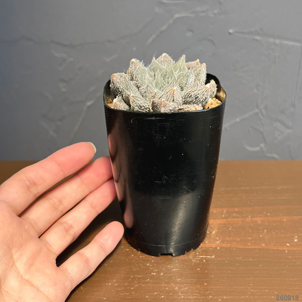ハオルチア:紫緑巻 2.5号鉢植え