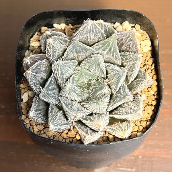ハオルチア:紫緑巻 2.5号鉢植え