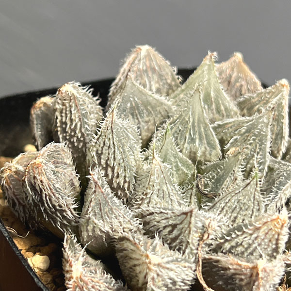 ハオルチア:紫緑巻 2.5号鉢植え