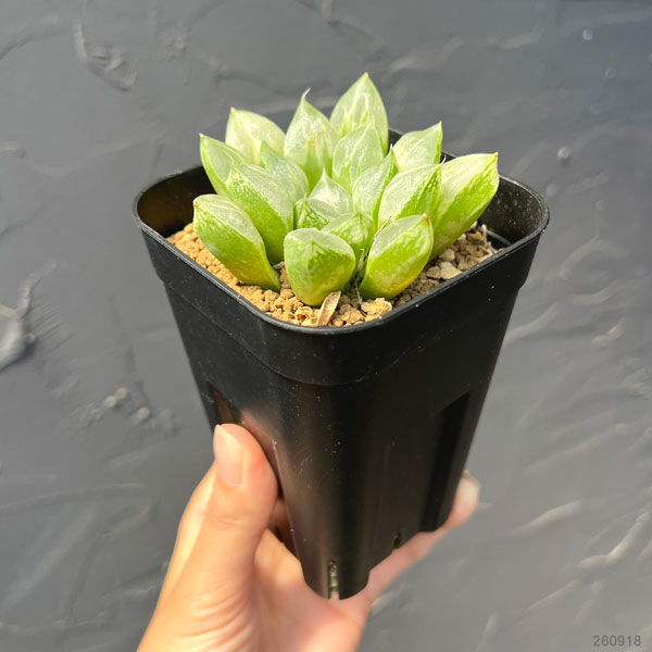 ハオルチア:ハート型の特白窓 ラブハート 2.5号鉢植え