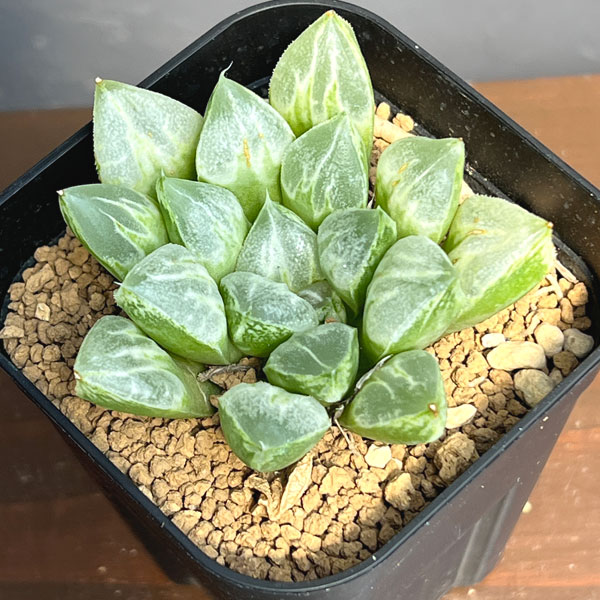 ハオルチア:ハート型の特白窓 ラブハート 2.5号鉢植え