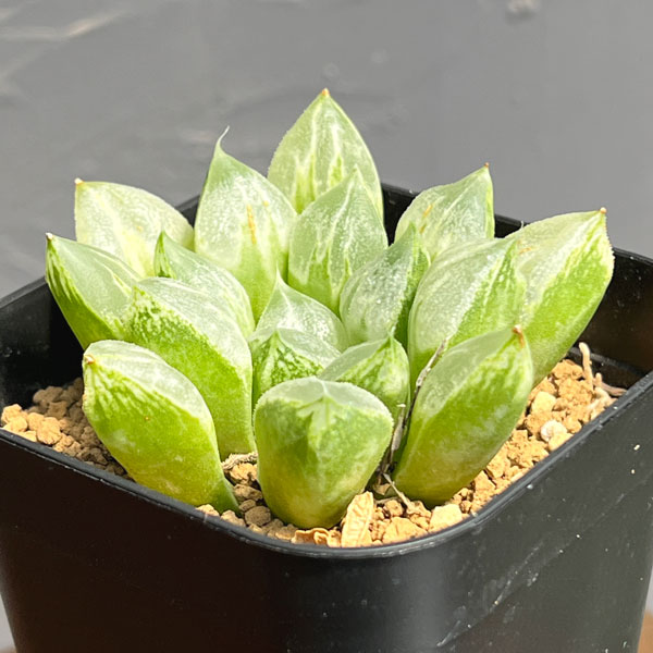 ハオルチア:ハート型の特白窓 ラブハート 2.5号鉢植え