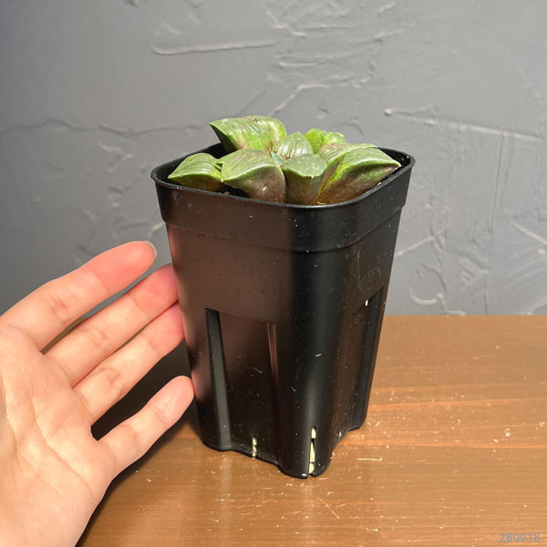 ハオルチア:スプリング交配美種 水面 2.5号鉢植え