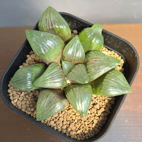 ハオルチア:スプリング交配美種 水面 2.5号鉢植え