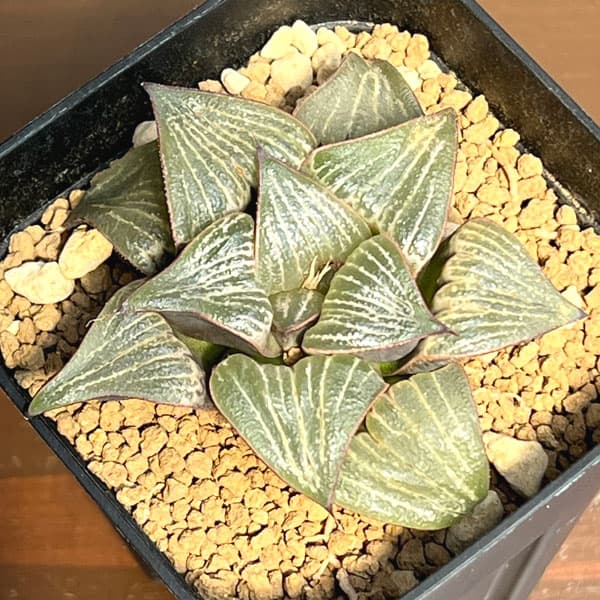 ハオルチア:スプレンデス交配美種 LOVE 2.5号鉢植え