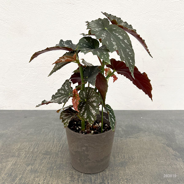 ベゴニア:タールベイビー 4号鉢植え