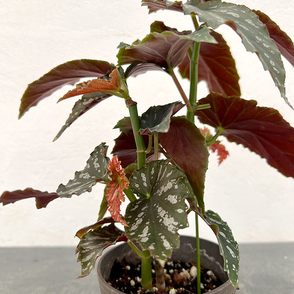 ベゴニア:タールベイビー 4号鉢植え