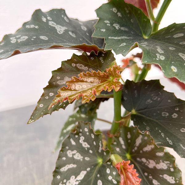 ベゴニア:タールベイビー 4号鉢植え