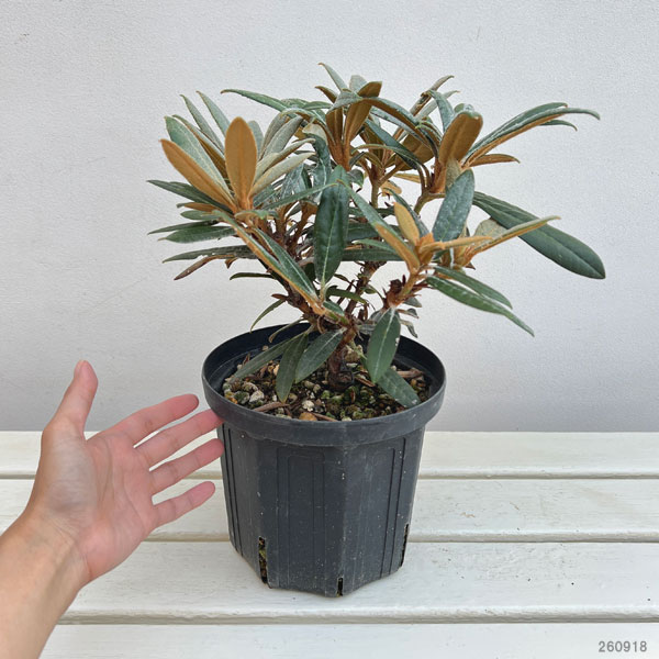 日本シャクナゲ：細葉赤交配6号鉢植え