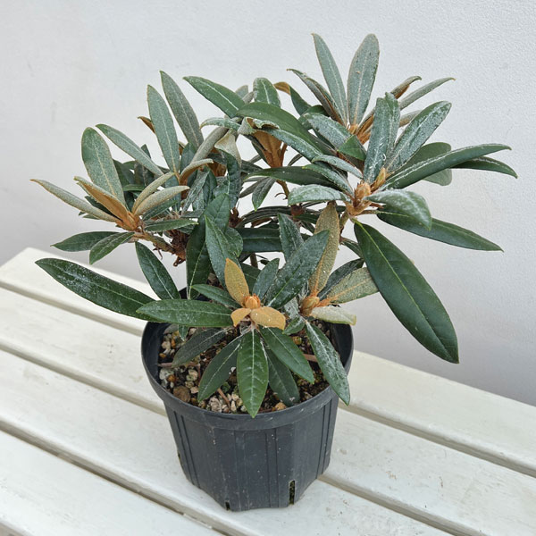 日本シャクナゲ：細葉赤交配6号鉢植え