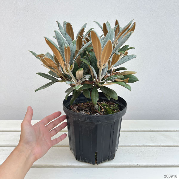 日本シャクナゲ:屋久島(やくしま)6号鉢植え
