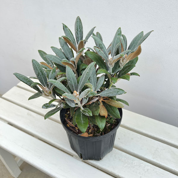 日本シャクナゲ:屋久島(やくしま)6号鉢植え