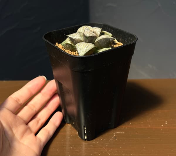 ハオルチア:品種不明株 3号