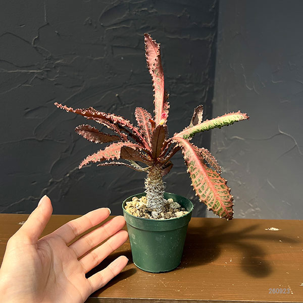 ユーフォルビア:フランコイシー(細葉系) 2.5号鉢植え