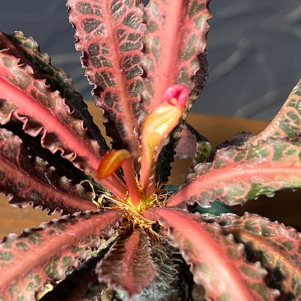 ユーフォルビア:フランコイシー(細葉系) 2.5号鉢植え