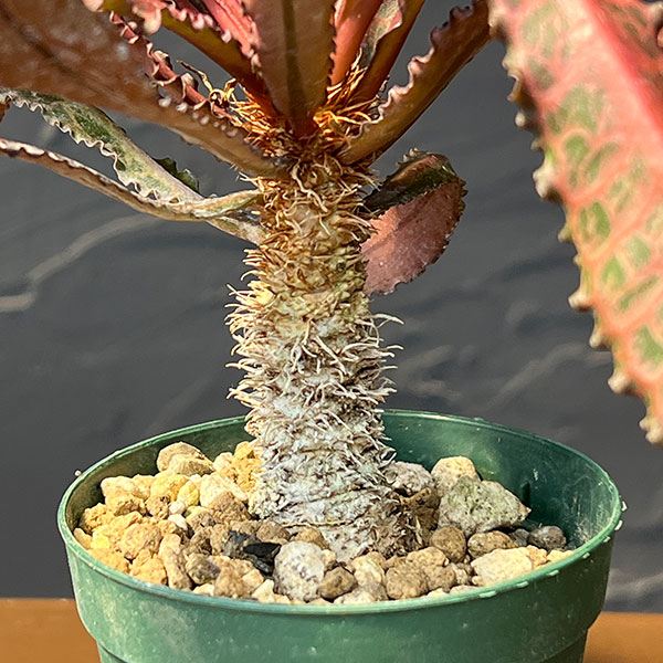 ユーフォルビア:フランコイシー(細葉系) 2.5号鉢植え