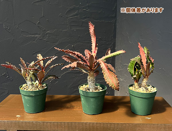 ユーフォルビア:フランコイシー(細葉系) 2.5号鉢植え